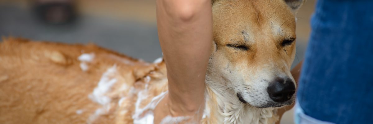 Soapy dog